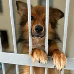 Pies do adopcji, Radom, 14 lipca 2026