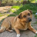 Pies do adopcji, Rytlów, 14 lipca 2026