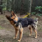 Pies do adopcji, Rytlów, 14 lipca 2026