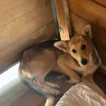 Pies do adopcji, Rytlów, 14 lipca 2026