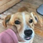 Pies do adopcji, Rytlów, 14 lipca 2026