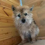 Pies do adopcji, Rytlów, 14 lipca 2026