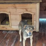 Pies do adopcji, Rytlów, 14 lipca 2026
