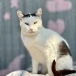 Posypka