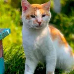 Kot do adopcji, Piła, 8 maja 2026