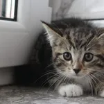 Kot do adopcji, Grudziądz, 29 czerwca 2026