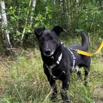 Pies do adopcji, Rytlów, 14 lipca 2026