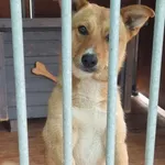 Pies do adopcji, Rytlów, 14 lipca 2026