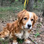 Pies do adopcji, Rytlów, 14 lipca 2026
