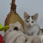Kot do adopcji, Chełmek, 6 czerwca 2026