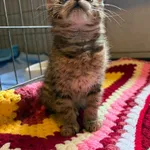 Kot do adopcji, Bełchatów, 7 lipca 2026