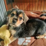 Rosie - szczenię z pola kukurydzy