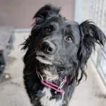 Pies do adopcji, Korabiewice, 15 lipca 2026