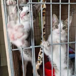 Kot do adopcji, Wrocław, 10 lipca 2026