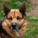 Pies do adopcji, Korabiewice, 15 lipca 2026