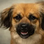 Kiri