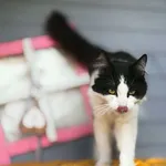 Merlin