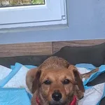 Pies do adopcji, Orzechowce, 16 lipca 2026