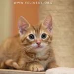Kot do adopcji, Rzeszów, 18 lipca 2026