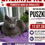 Zaginął kot, Dębica, 18 lipca 2026