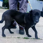 Jagoda