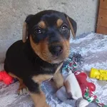 Pies do adopcji, Milanówek, 19 lipca 2026