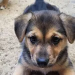 Pies do adopcji, Milanówek, 19 lipca 2026