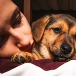 Pies do adopcji, Milanówek, 26 lipca 2026