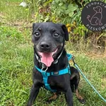 Pies do adopcji, Wolsztyn, 18 lipca 2026
