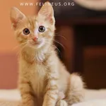 Kot do adopcji, Rzeszów, 19 lipca 2026