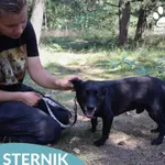 Pies do adopcji, Dąbrówka, 18 lipca 2026