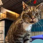 Znaleziono kota, Gdynia, 11 lipca 2026