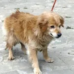 Pies do adopcji, Pabianice, 22 lipca 2026