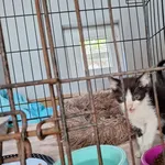 Kot do adopcji, Orzechowce, 19 lipca 2026
