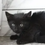 Bella 289/26