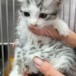 Kot do adopcji, Racławice, 22 lipca 2026