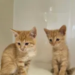Kot do adopcji, Orzechowce, 20 lipca 2026