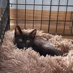 Kot do adopcji, Orzechowce, 22 lipca 2026
