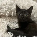 Kot do adopcji, Bydgoszcz, 24 lipca 2026
