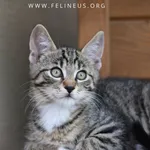Kot do adopcji, Rzeszów, 24 lipca 2026