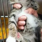 Kot do adopcji, Racławice, 22 lipca 2026