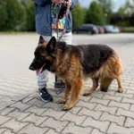 Znaleziono psa, Lublin, 24 lipca 2026