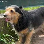 Pies do adopcji, Bydgoszcz, 24 lipca 2026