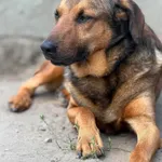 Pies do adopcji, Bydgoszcz, 24 lipca 2026