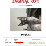 Zaginął kot, Piaseczno, 25 lipca 2026
