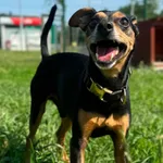 Pies do adopcji, Bydgoszcz, 24 lipca 2026