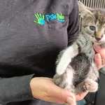 Kot do adopcji, Racławice, 22 lipca 2026