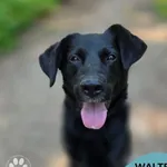Walter