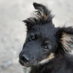 Pies do adopcji, Nowodwór, 22 lipca 2026