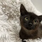 Kot do adopcji, Bydgoszcz, 24 lipca 2026